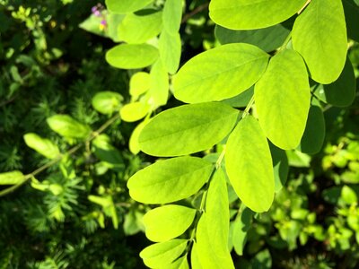 Plants trees bushes