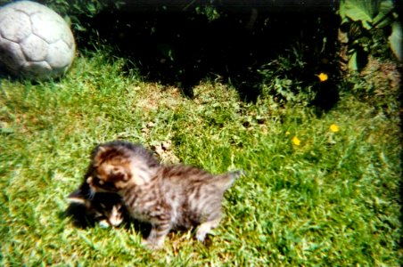 Achille et Boulette juin 2001 photo