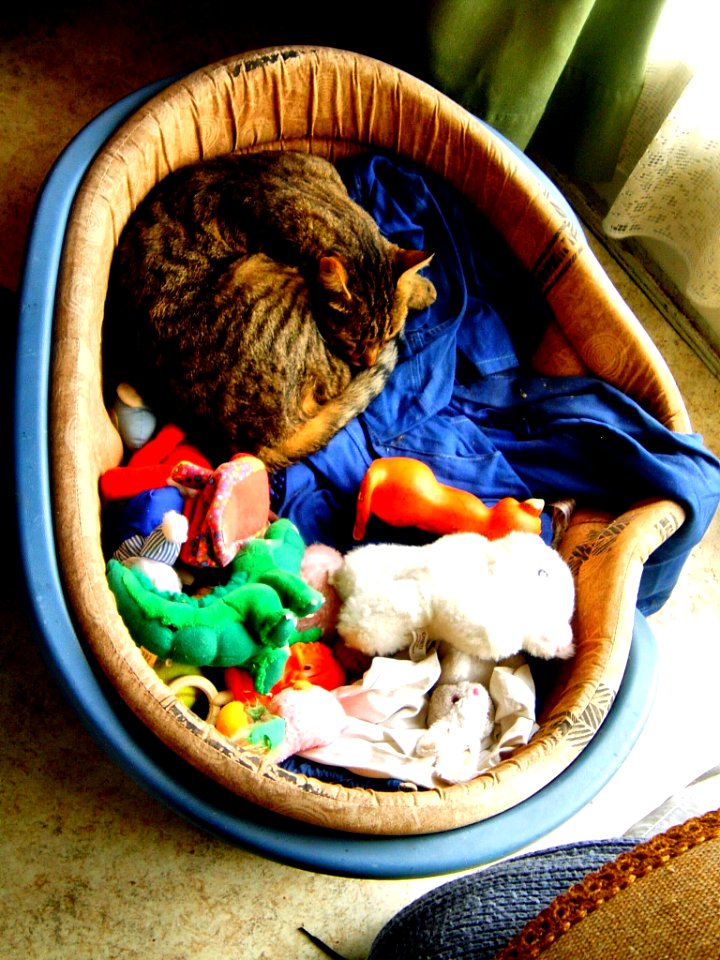 Achille dans le panier des chiens