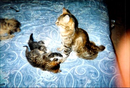 3 chats et demie juin 2001 photo