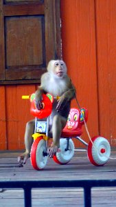 Zoo Phuket 16