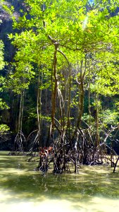 Sortie James Bond Island (7) photo