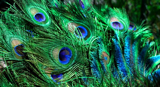 Colorful feather bird