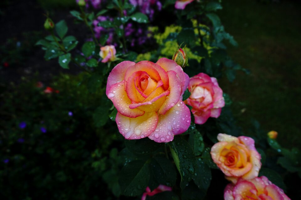 Bloom pink rose rose blooms