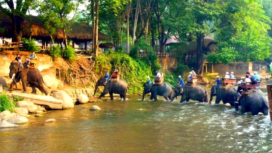 Maetaman elephant camp (66)