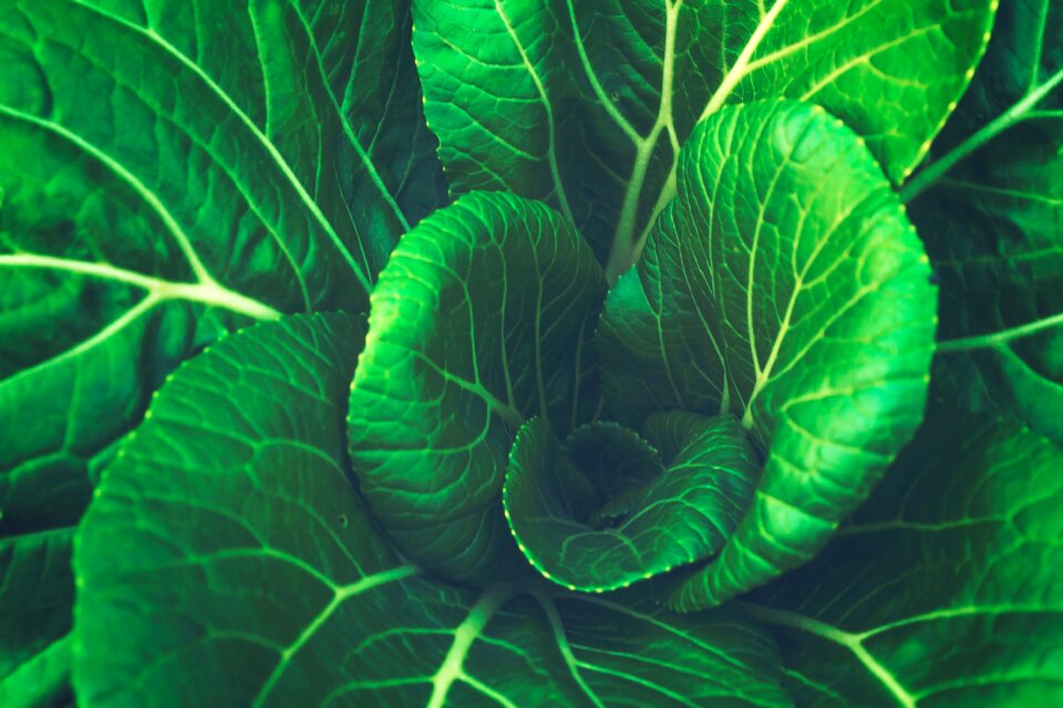 Green leaf vegetable