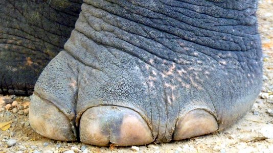 Maetaman elephant camp (61)
