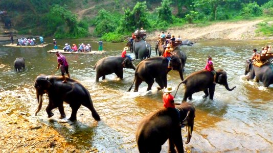 Maetaman elephant camp (59)