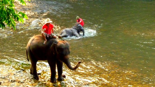 Maetaman elephant camp (57)