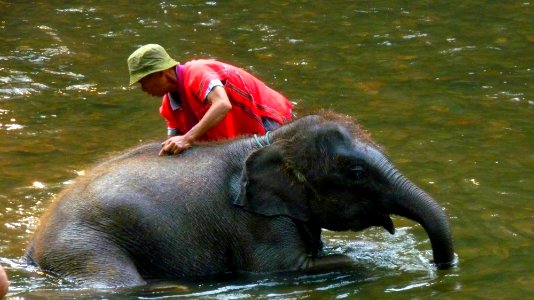 Maetaman elephant camp (58)