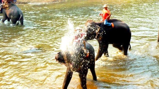 Maetaman elephant camp (55)