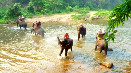 Maetaman elephant camp (54)