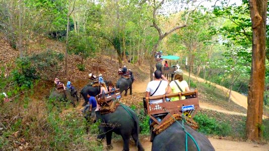 Maetaman elephant camp (49)