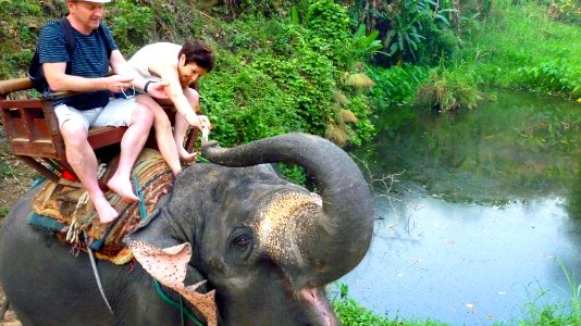 Maetaman elephant camp (45)