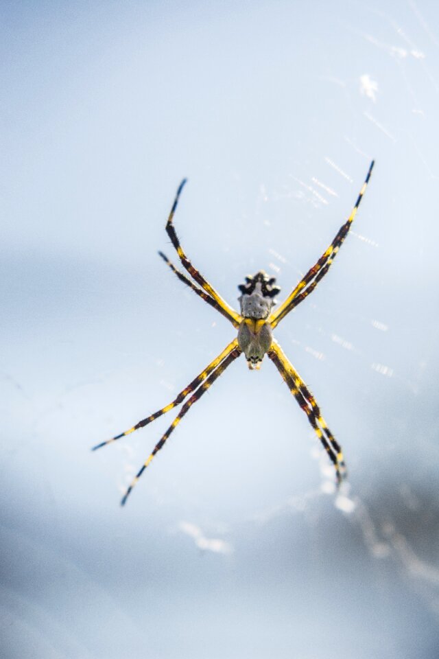 Eight legs web spider zancuda