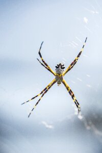 Eight legs web spider zancuda