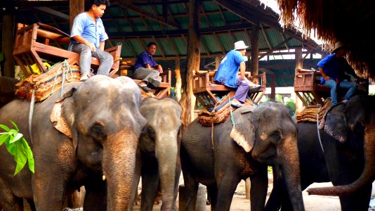 Maetaman elephant camp (36)