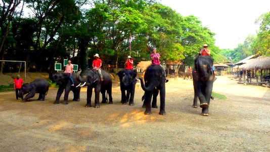Maetaman elephant camp (33)