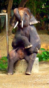 Maetaman elephant camp (30)