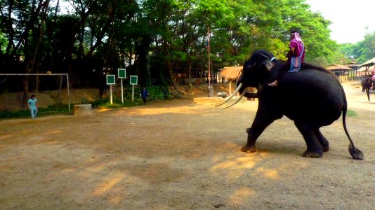 Maetaman elephant camp (23)