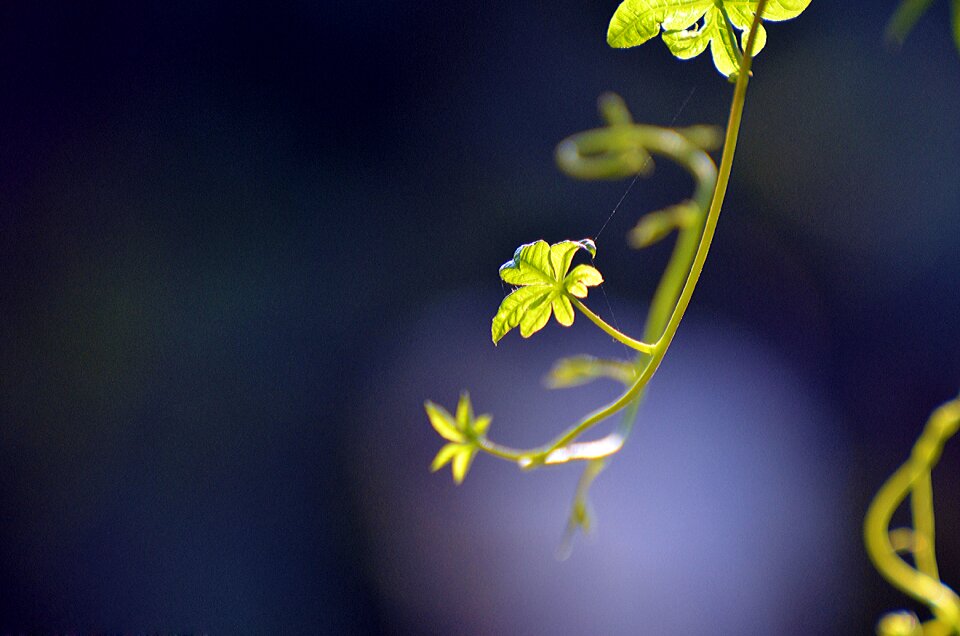 Leaf growth outdoors