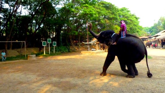 Maetaman elephant camp (24)