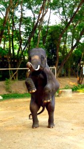 Maetaman elephant camp (22)