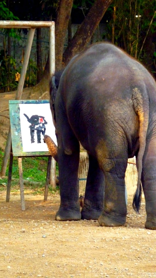 Maetaman elephant camp (16)