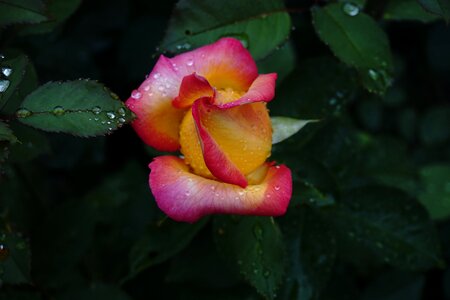Plant flower garden roses
