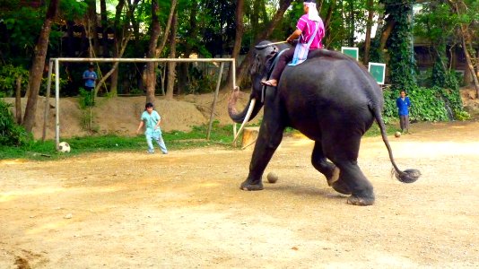 Maetaman elephant camp (15)