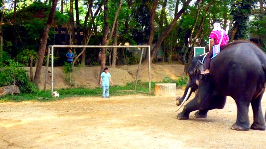Maetaman elephant camp (14)