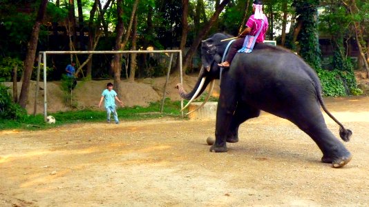 Maetaman elephant camp (12)