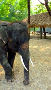 Maetaman elephant camp (6)