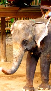 Maetaman elephant camp (4)