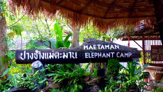 Maetaman elephant camp (1)