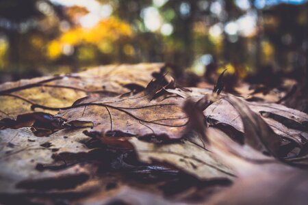 Autumn outdoor blur photo