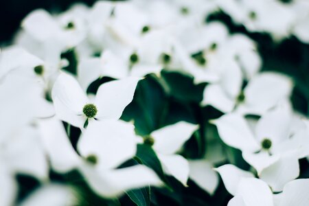 Green leaf plant