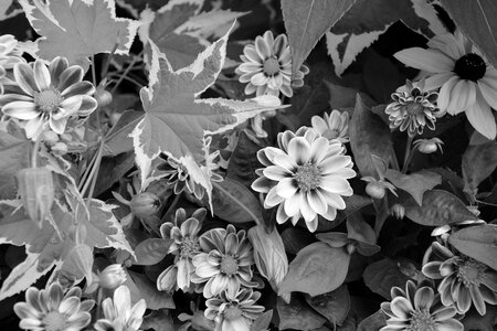 Photo black white bouquet botany