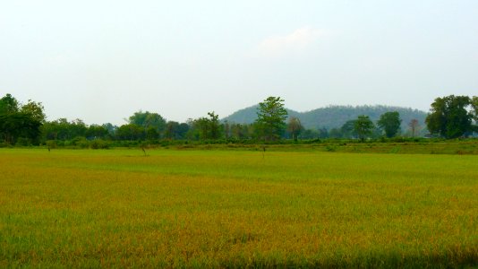 Alentours Lampang rizière (8) photo