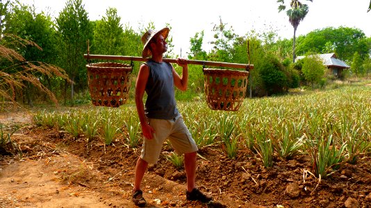 Alentours Lampang plantation d'ananas (13) photo