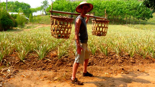 Alentours Lampang plantation d'ananas (11) photo