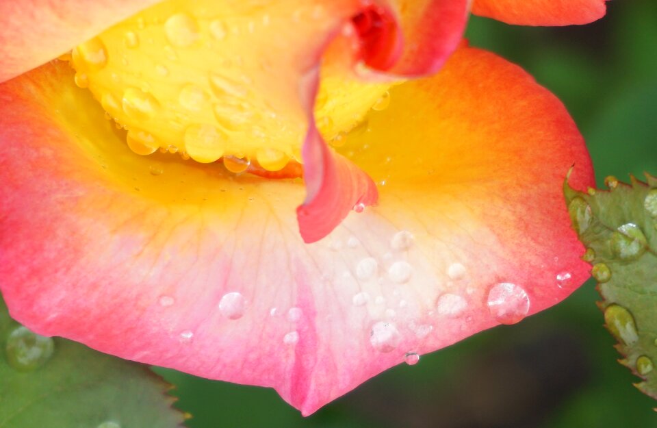 Plant close up petals