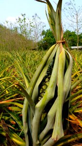 Alentours Lampang plantation d'ananas (2) photo