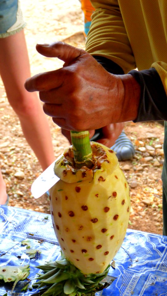 Alentours Lampang plantation d'ananas (5)