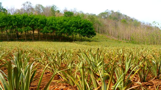 Alentours Lampang plantation d'ananas (1) photo