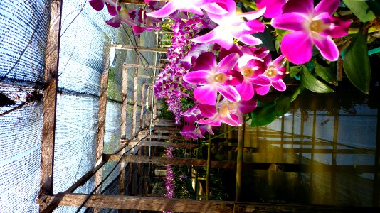 Alentours Bangkok - orchidées 2 photo