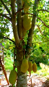 Alentours Bangkok - jackfruit