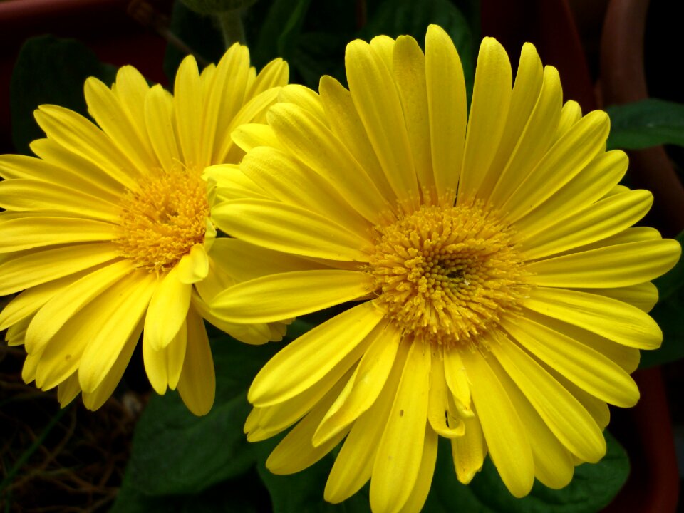 Flowers composites pot-plant