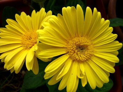Flowers composites pot-plant