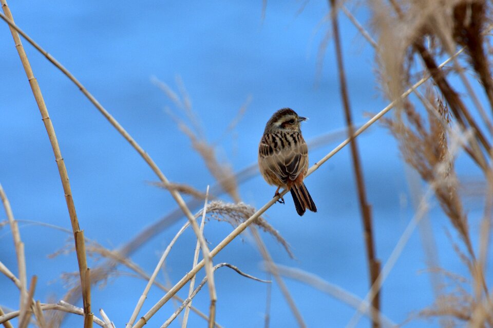 Bird wild animals online business solutions